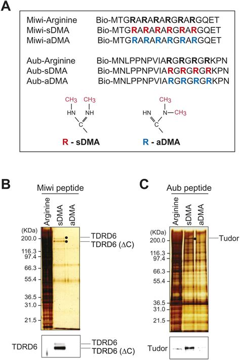 tudor arginine methylation.